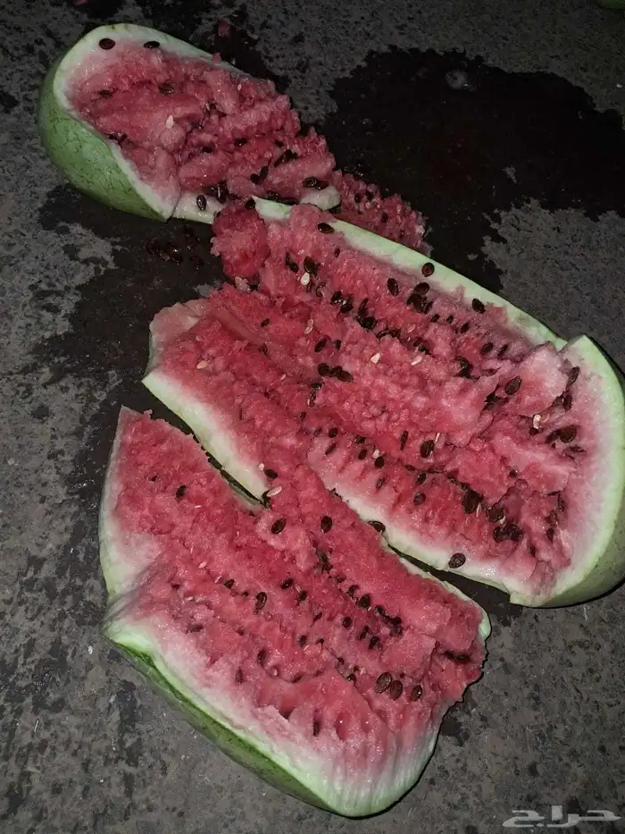 حبحب للبيع من المزرعه 3