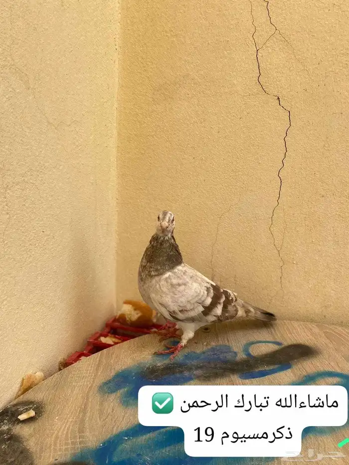 بسم الله الرحمن الرحيم اليوم عارض لكم حمام اليوم جبتها من 3