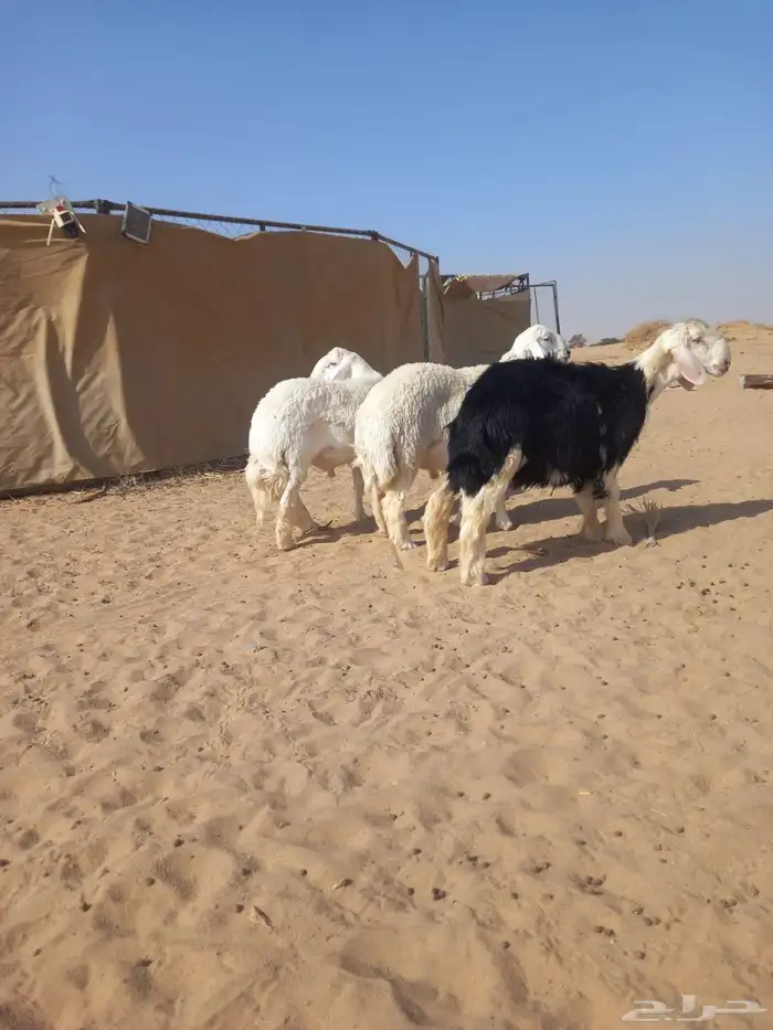 خرفان جذاع ظهر وطرف 3