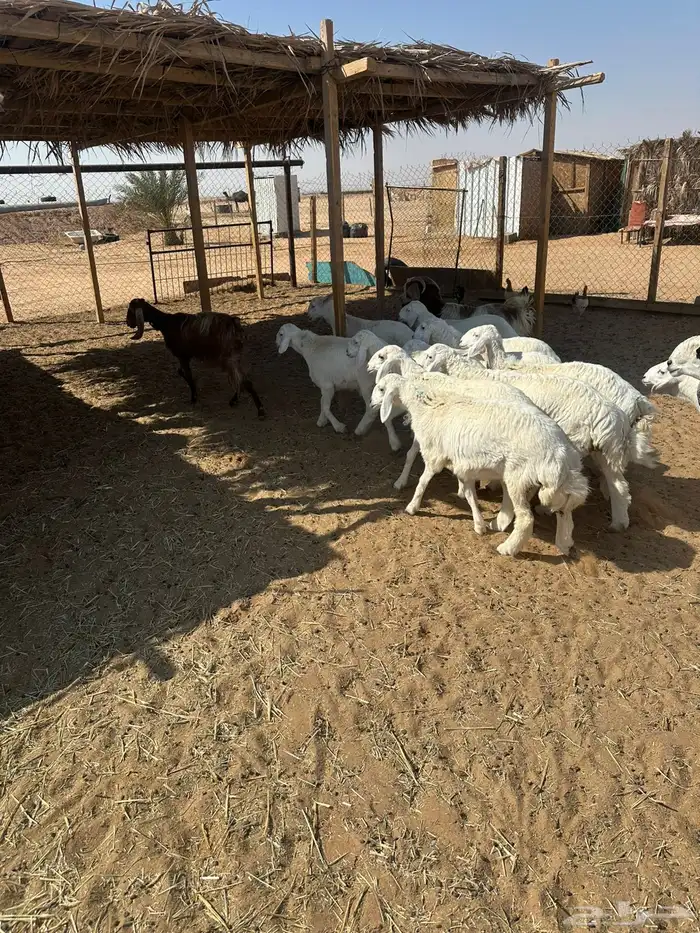 طليان حريات ونجد 3