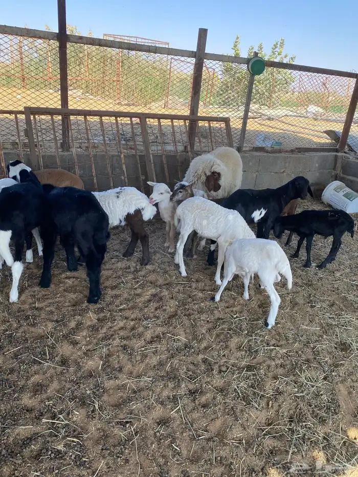 الخرج غنم مشاريك متابيع ودفيع 20 3