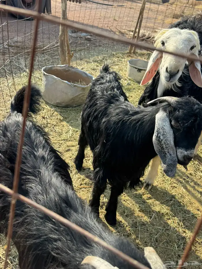 تيوس وخرفان 0