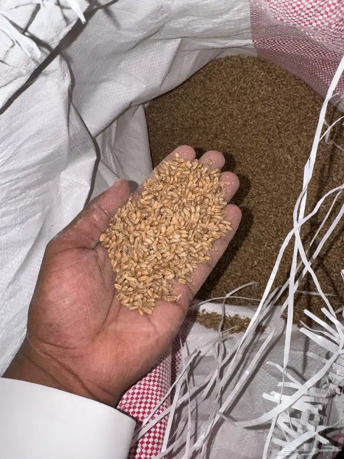 ااعلاف للغنم والابل والبقر والطيور قمح بر ونخاله 1