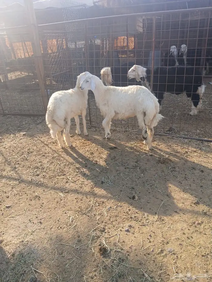 خرفان ذبايح 0