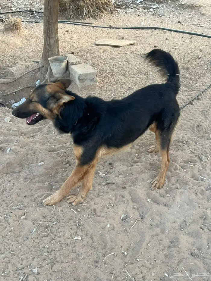 كلاب حراسه المانية 3