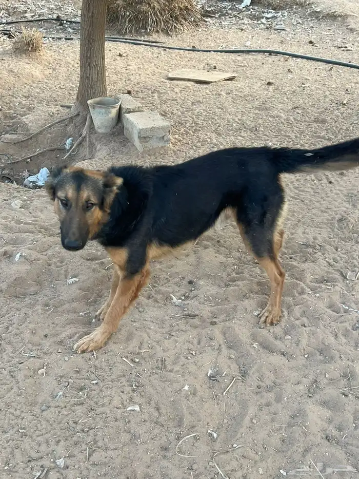 كلاب حراسه المانية 4