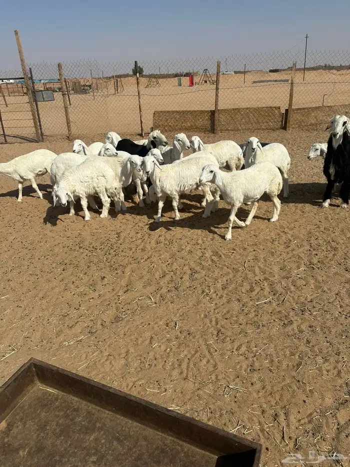 طليان حريات ونجد 0