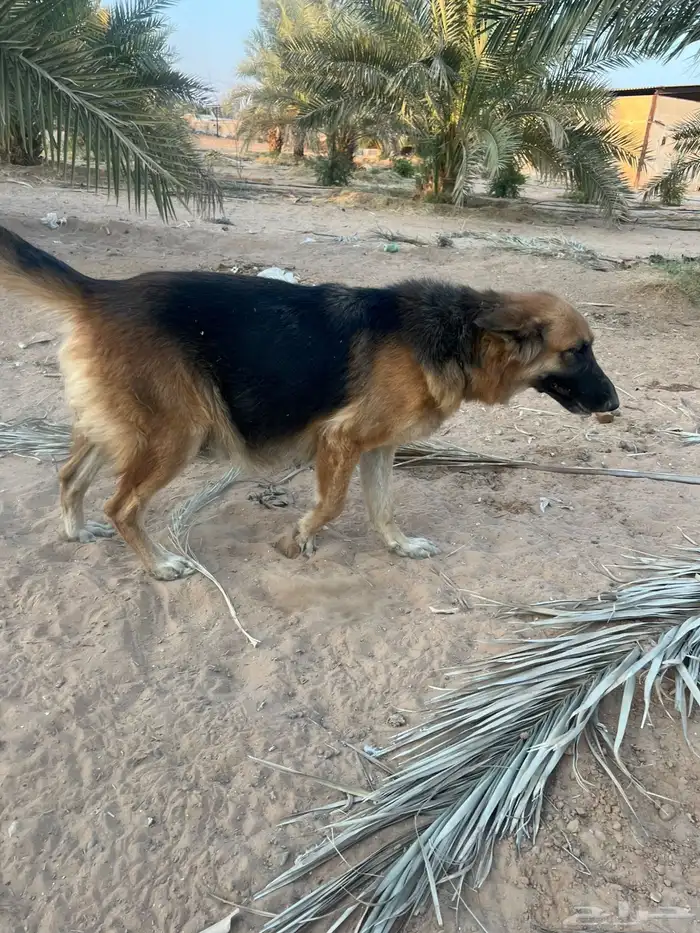 كلاب حراسه المانية 1