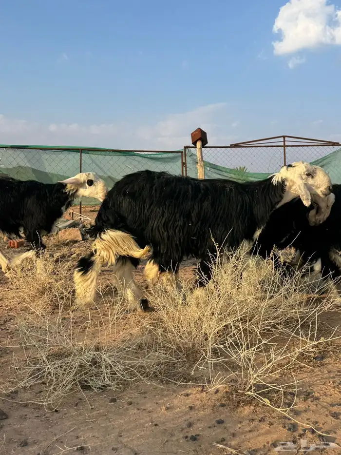 تيوس وخرفان 7