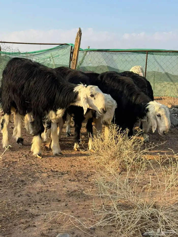 تيوس وخرفان 3