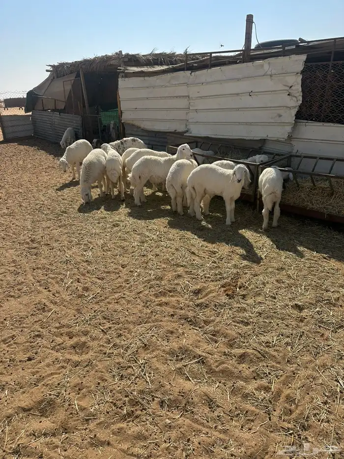 طليان حريات ونجد 1