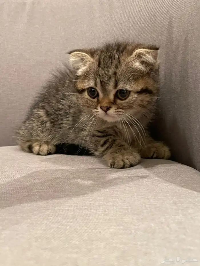 قطة للبيع عمر 5 شهور 1