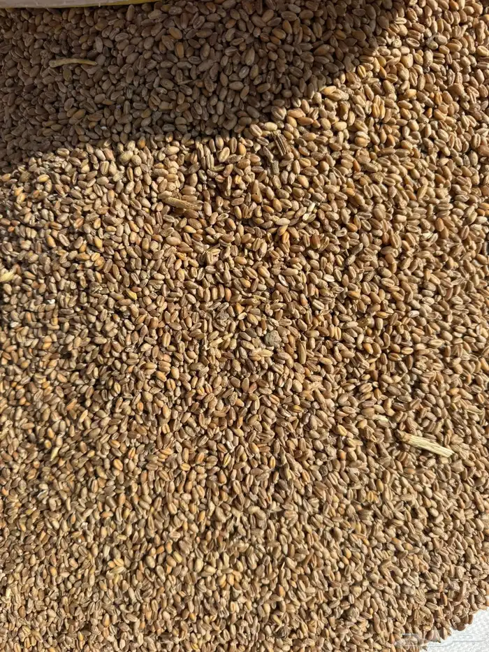 ااعلاف للغنم والابل والبقر والطيور قمح بر ونخاله 0