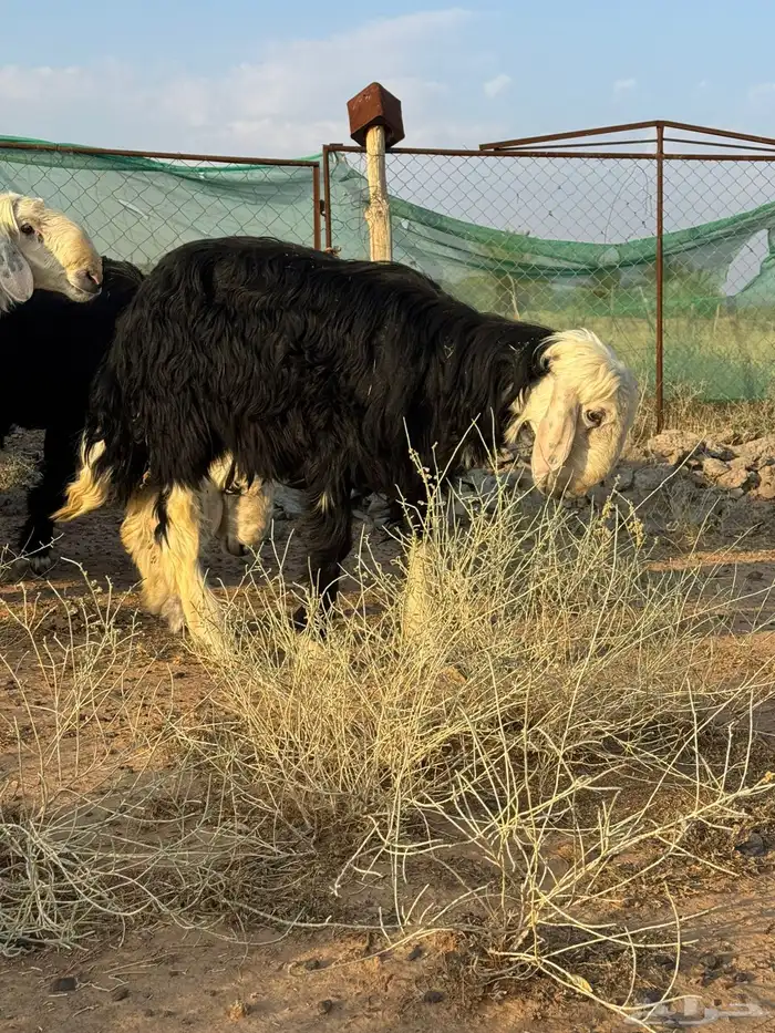 تيوس وخرفان 4