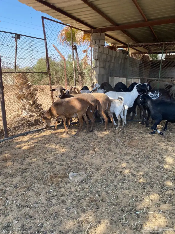 الخرج غنم مشاريك متابيع ودفيع 20 0