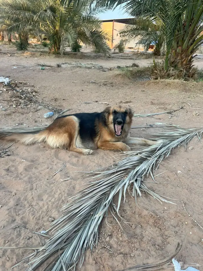 كلاب حراسه المانية 2