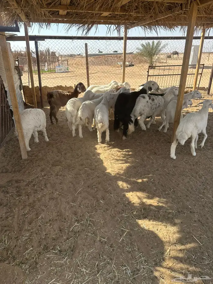 طليان حريات ونجد 2