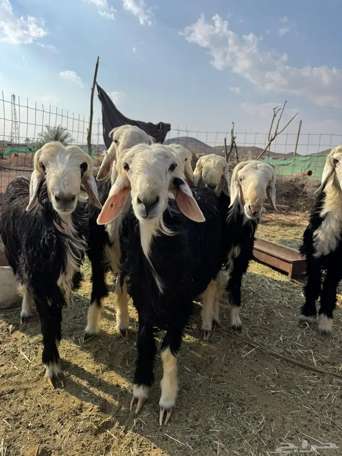 تيوس وخرفان 2