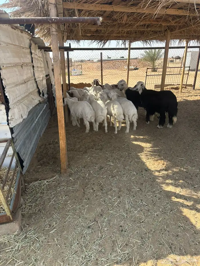 طليان حريات ونجد 4