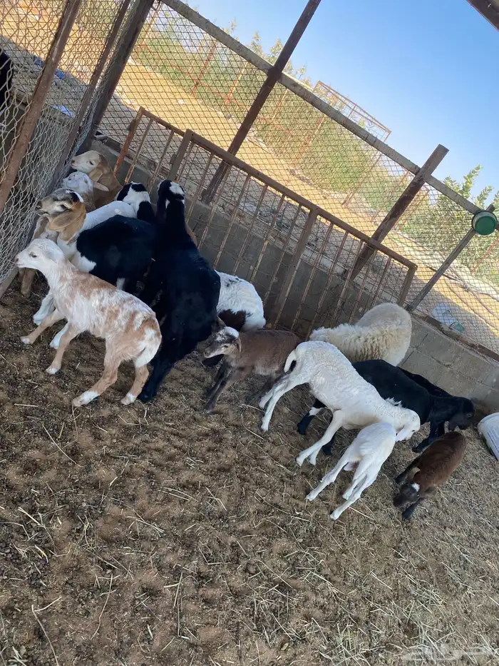 الخرج غنم مشاريك متابيع ودفيع 20 4