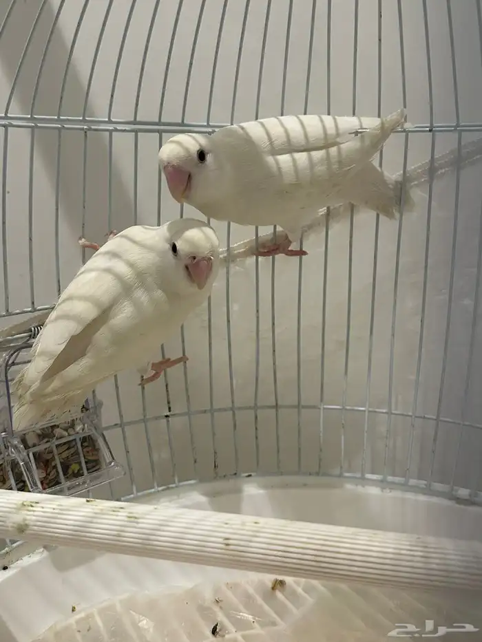 طير روز الابينو للبيع العمر سبعه الا ثمانية اشهر سليمة 0