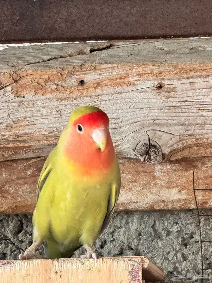 روز اللبيع 0