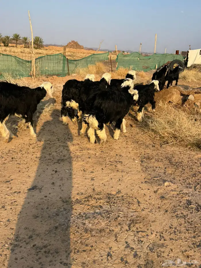 تيوس وخرفان 8