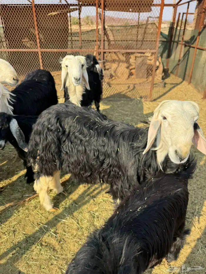 تيوس وخرفان 1