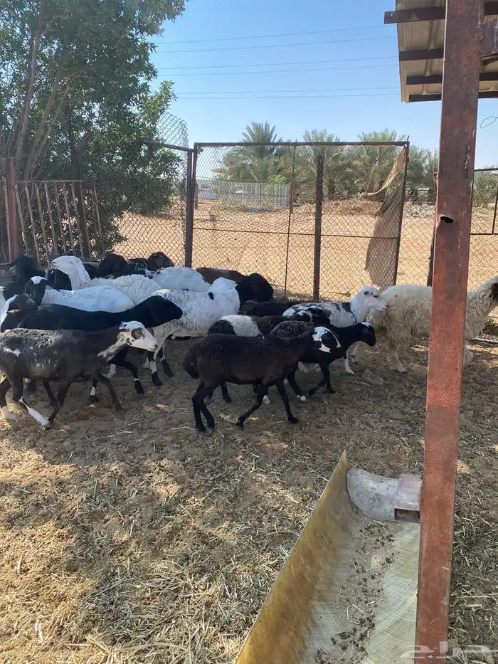 الخرج غنم مشاريك متابيع ودفيع 20 2