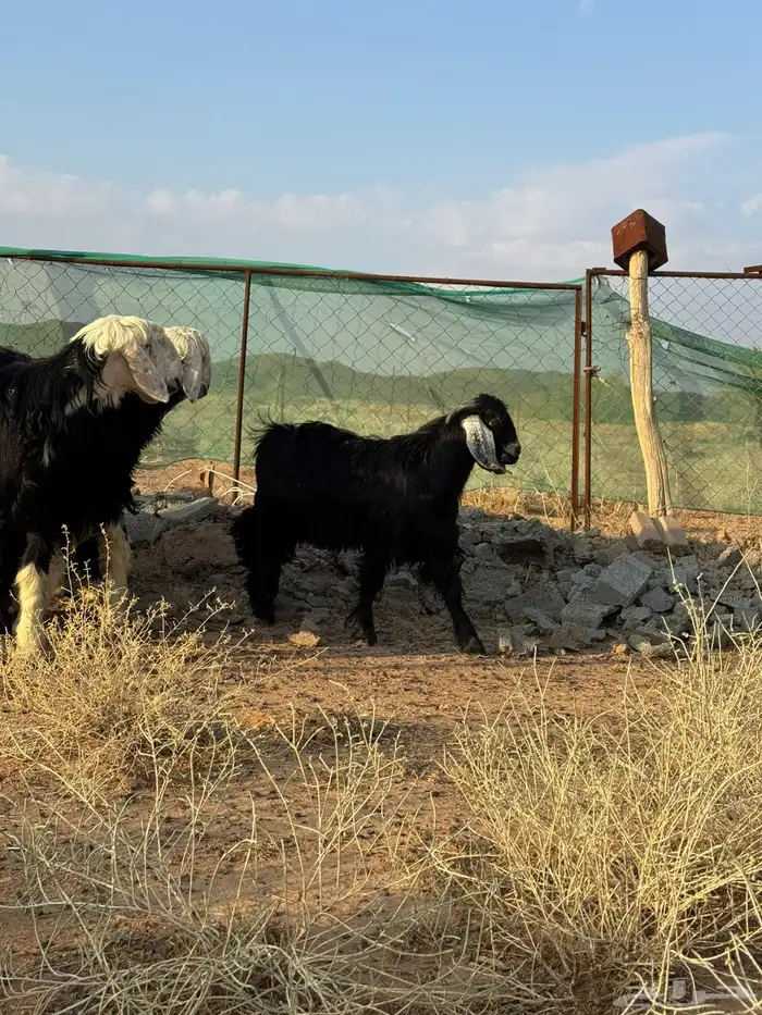 تيوس وخرفان 5