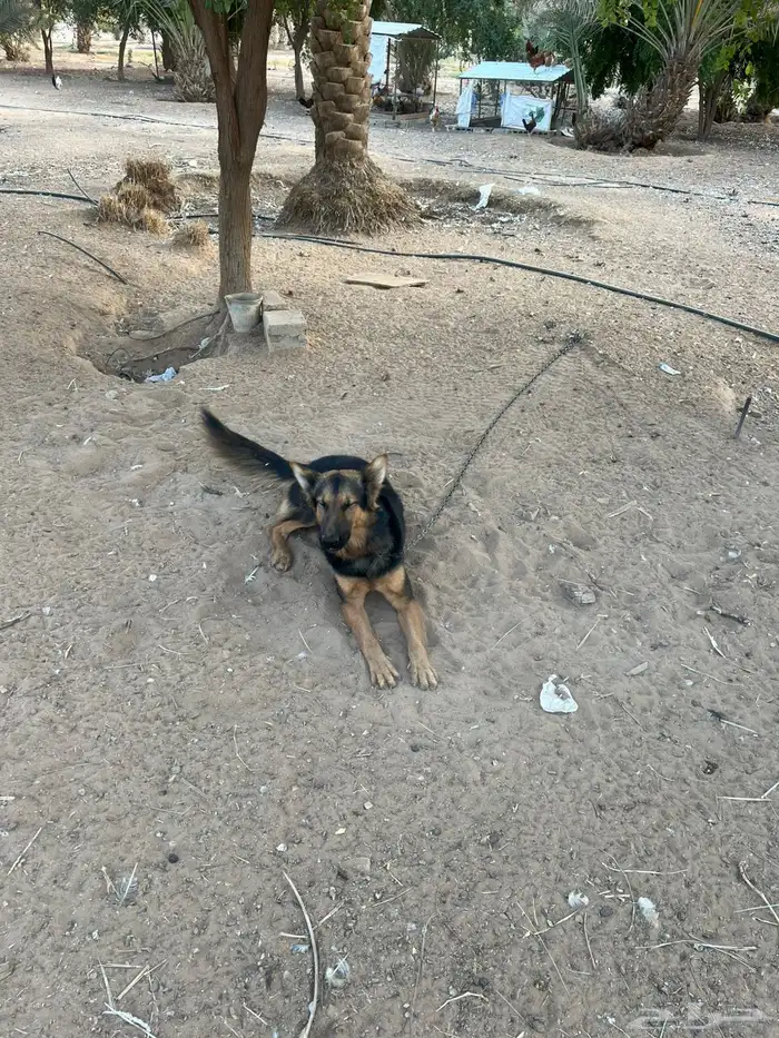 كلاب حراسه المانية 0