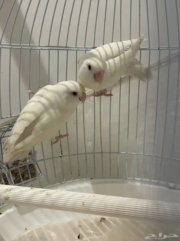 طير روز الابينو للبيع العمر سبعه الا ثمانية اشهر سليمة 1