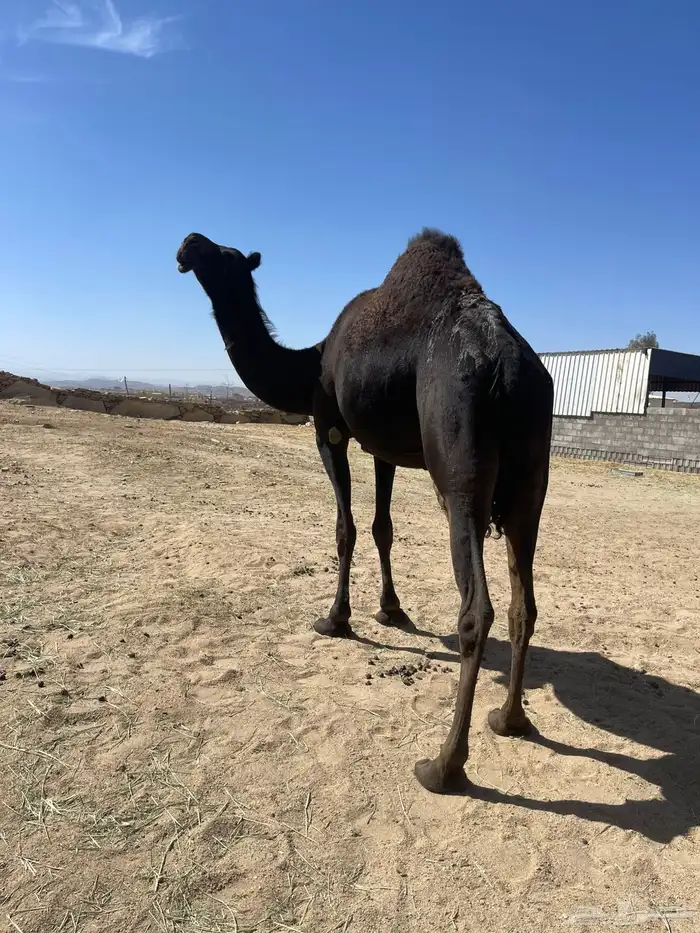 خلفه للبيع 0