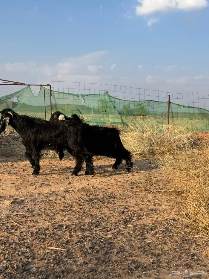 تيوس وخرفان 6