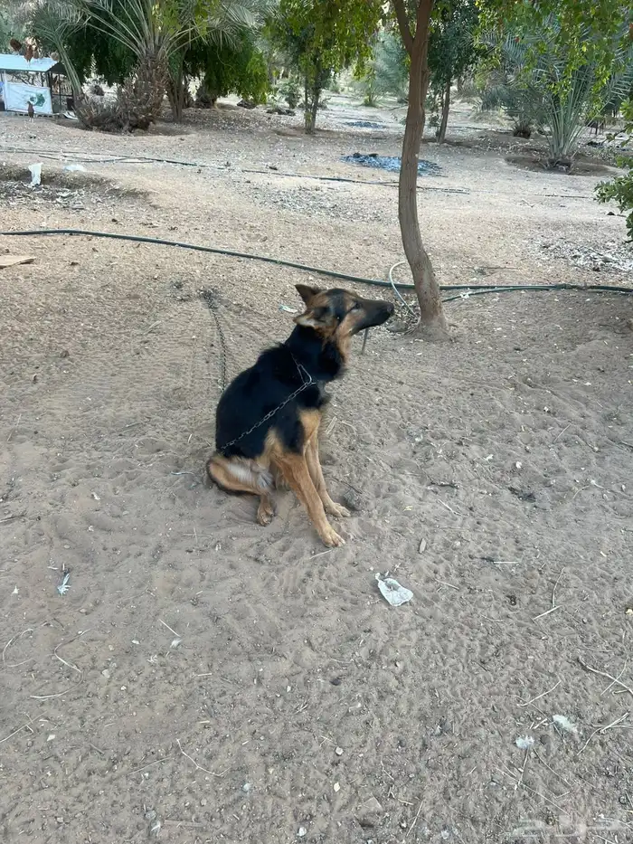 كلاب حراسه المانية 5