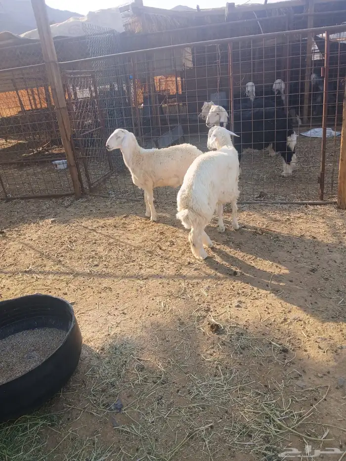 خرفان ذبايح 1