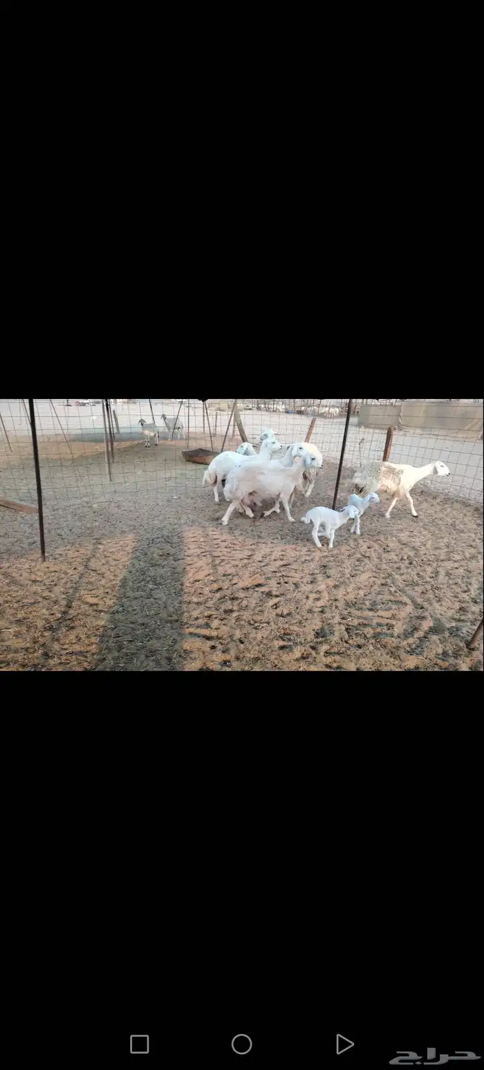 غنم حريات 6 تحتها 2 والباقي على ولاد شرط 1