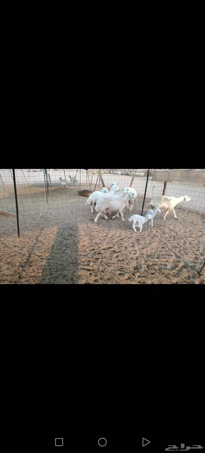 غنم حريات 6 تحتها 2 والباقي على ولاد شرط 0