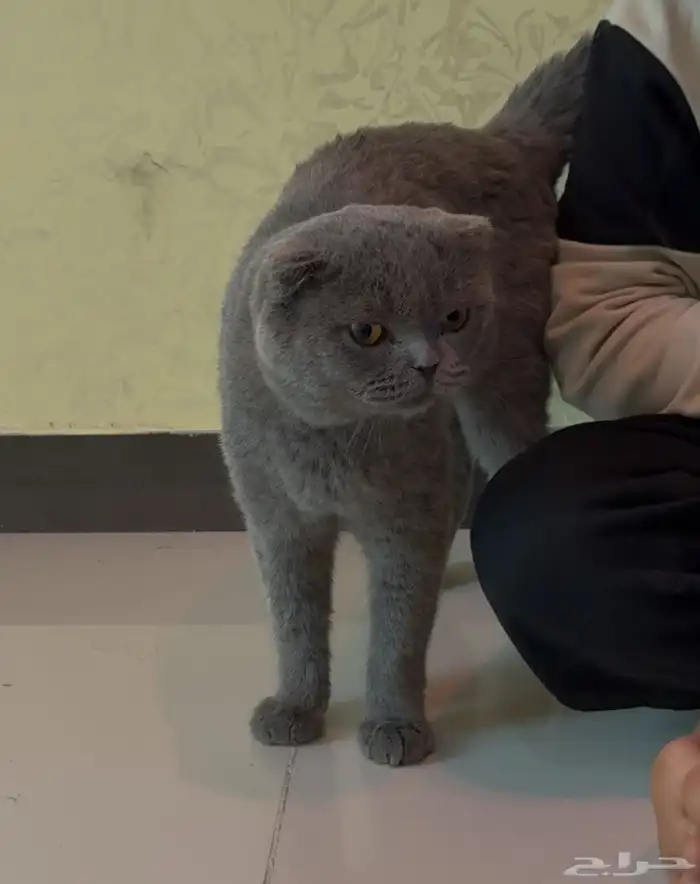 قط سكوتش فولد 1