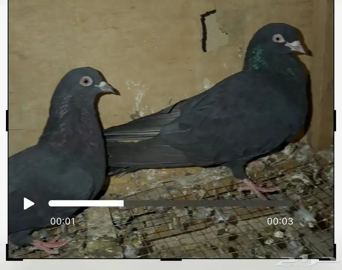 حمام قطايف 0