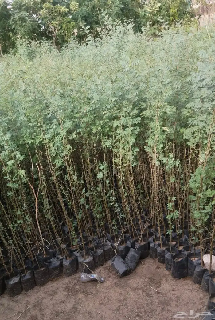 اتفاقيه انتاج وتوريد شتلات بالكميات 9