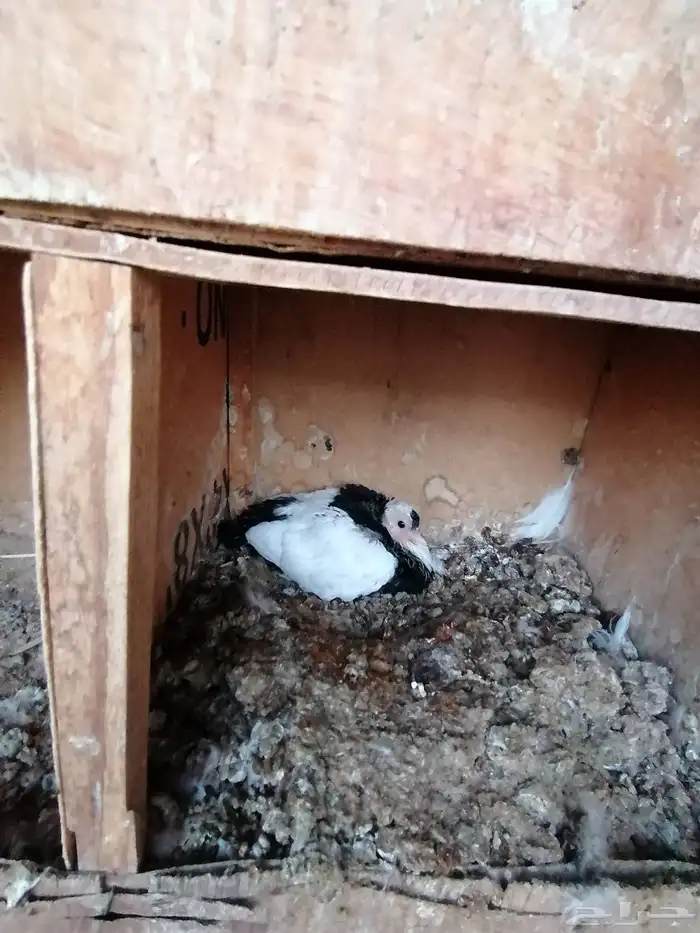 حمام بلغاري عبسي 7