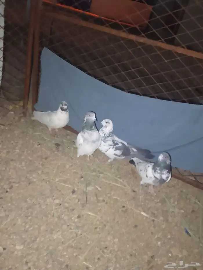 حمام البيع 1