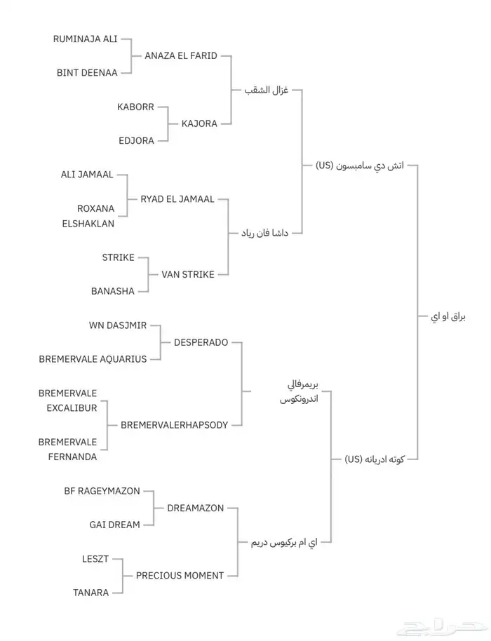 للبيع  حصان فاخر من سلالة نادرة 3