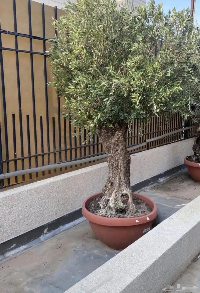 نخل عربي ووشنطني 25