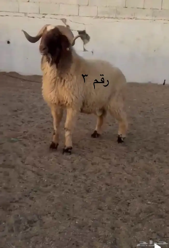 فحول نعيم مشروطه للبيع 4