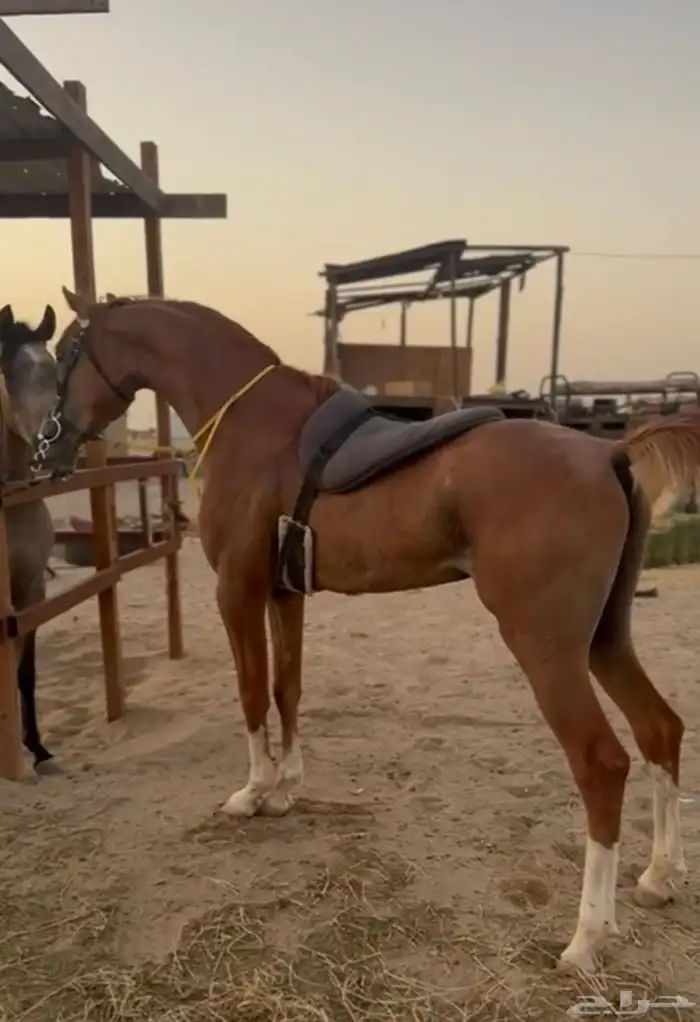 حصان عربي اوراق ولد فخر جهينه 1