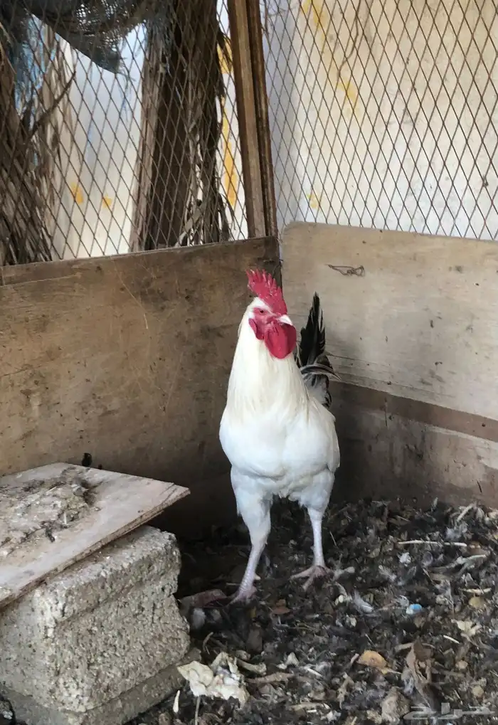 ثلاث ديك تركي 2