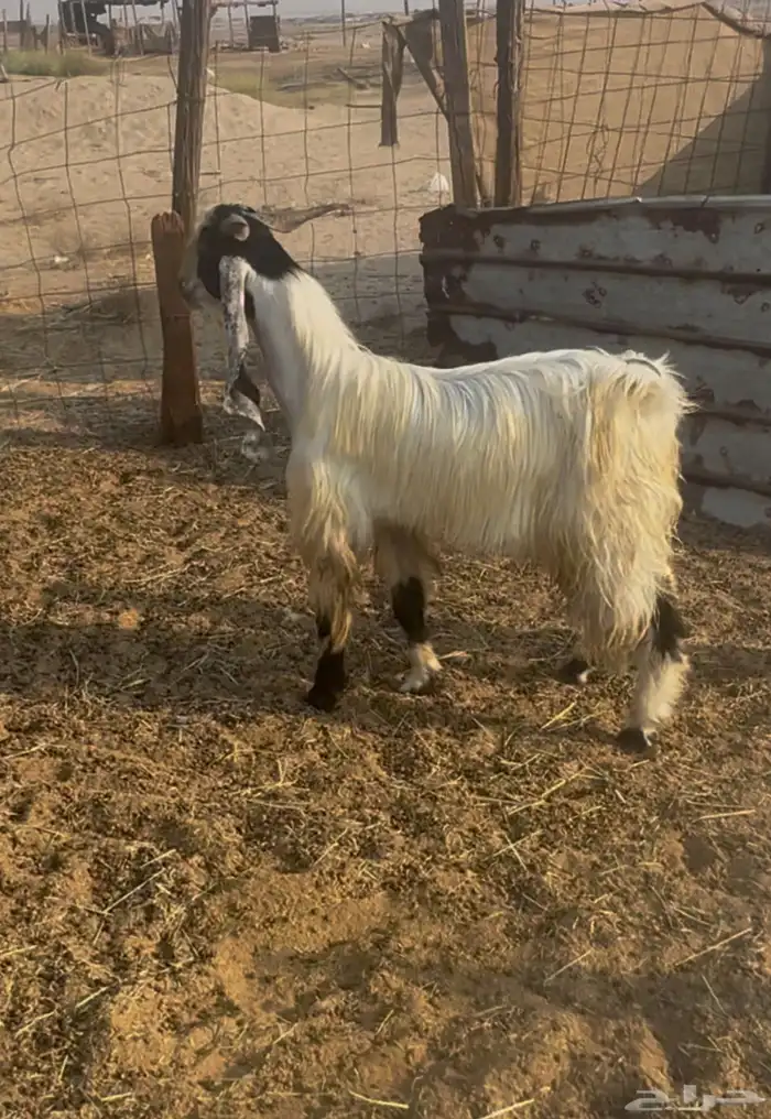 تيس ثنيه مهجن 2