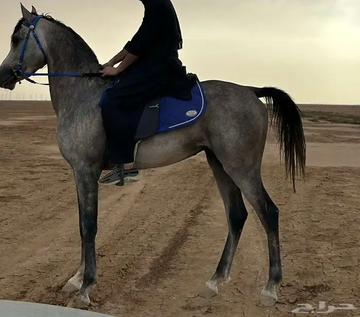 حصان شعبي للبيع 1